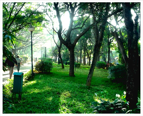 Trees in a Park