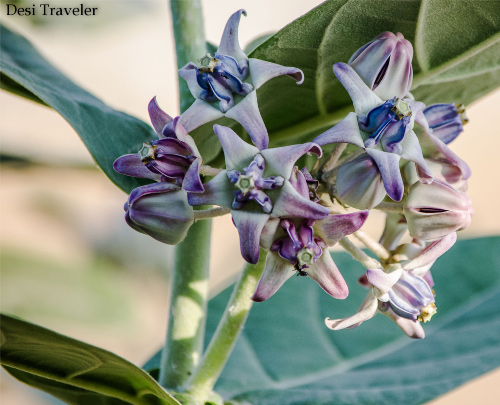 Aak or Calotropis