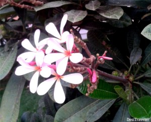 plants poisonous plumeria