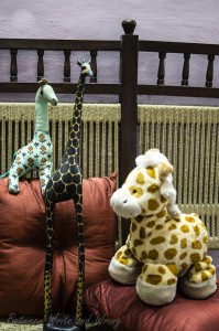 3 Giraffes